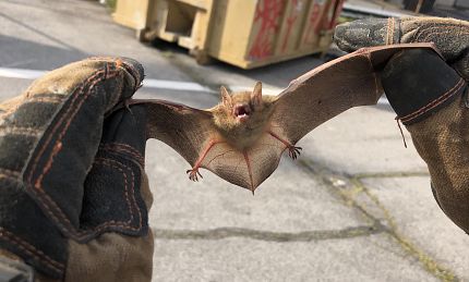 An animal being removed by professional bat removal in Chattanooga, TN
