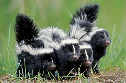 Skunk Removal Services in TN, KY, IN, & GA