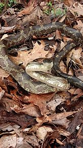 Snake Removal | Complete Animal Removal | Tennessee