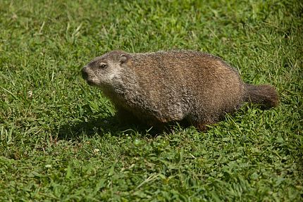 Gopher Removal | Complete Animal Removal | Tennessee