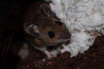 Mice Removal Services Tennessee: Complete Animal Removal